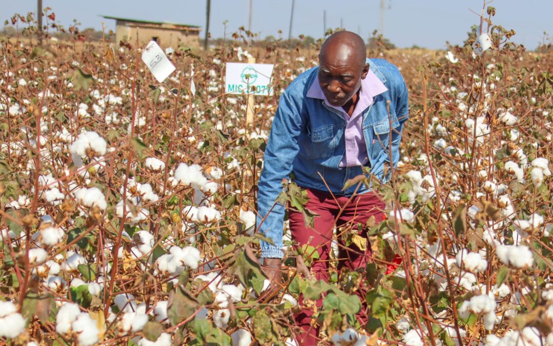 frayintermedia Partners with Africa No Filter to Unpack Africa’s Cotton Industry in Project Kilimanjaro